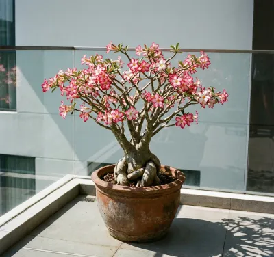 Cây chịu nắng gắt