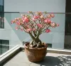 Cây chịu nắng gắt